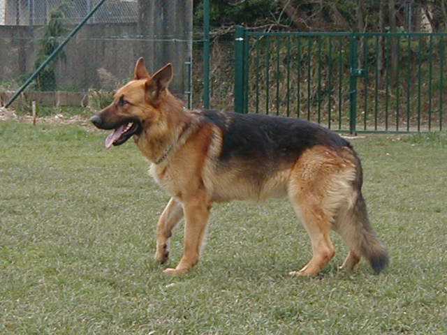 Dressage de chien de combat Dressage de chien de combat