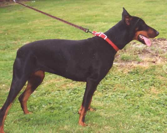 Dressage de chien de combat Dressage de chien de combat